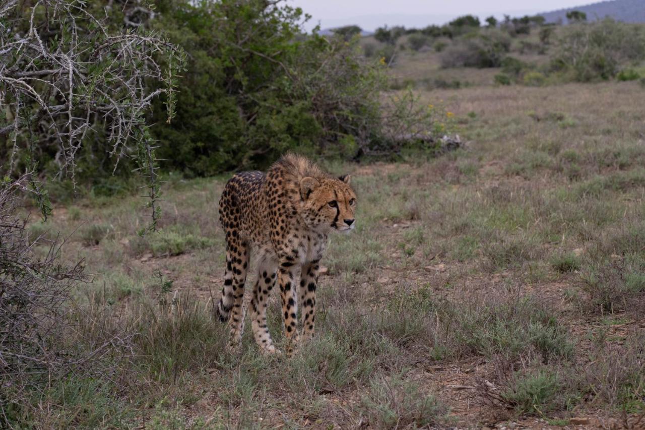 Kuzuko Lodge Addo Extérieur photo